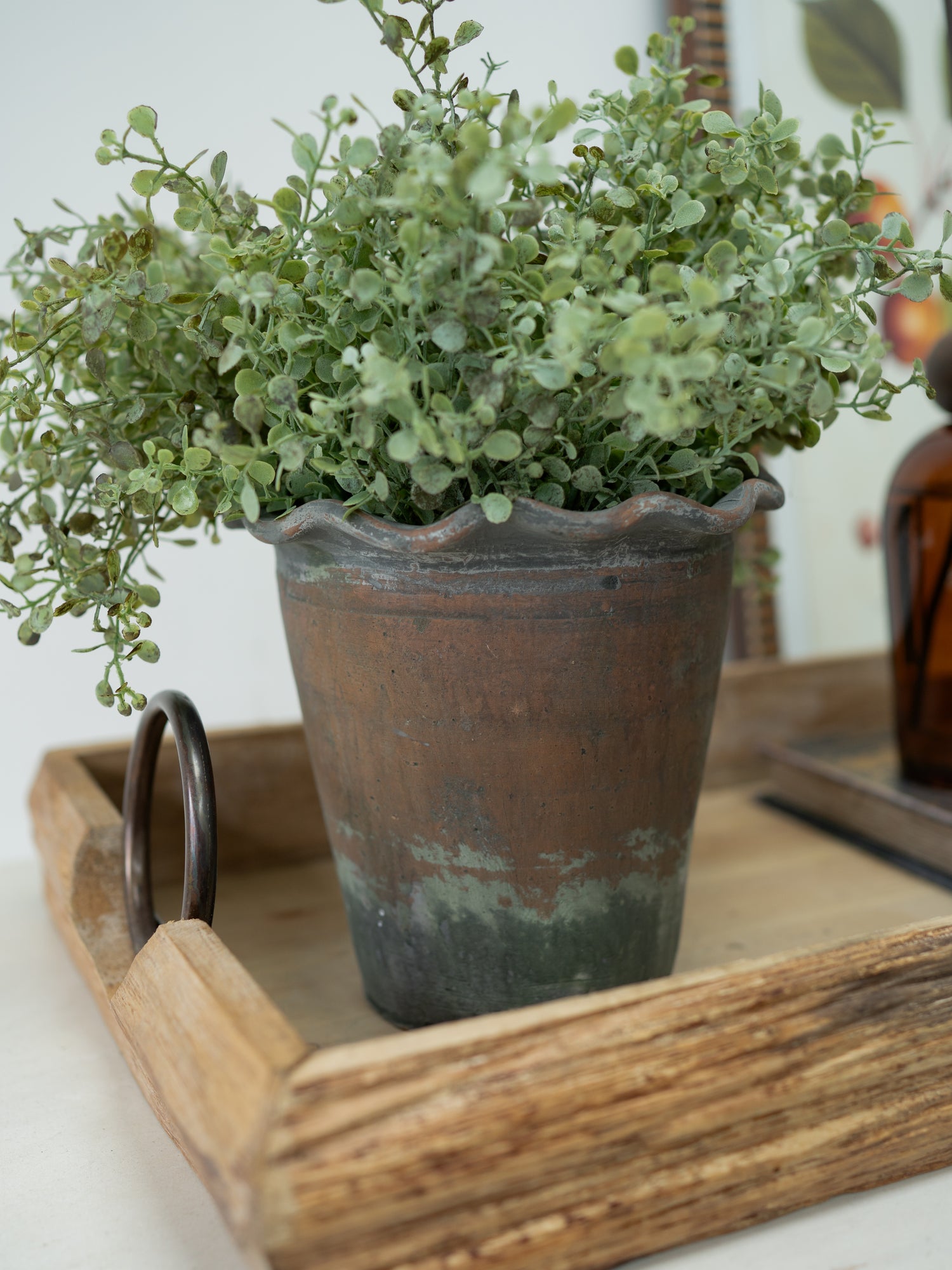 Potted plant on a wooden tray with a white background