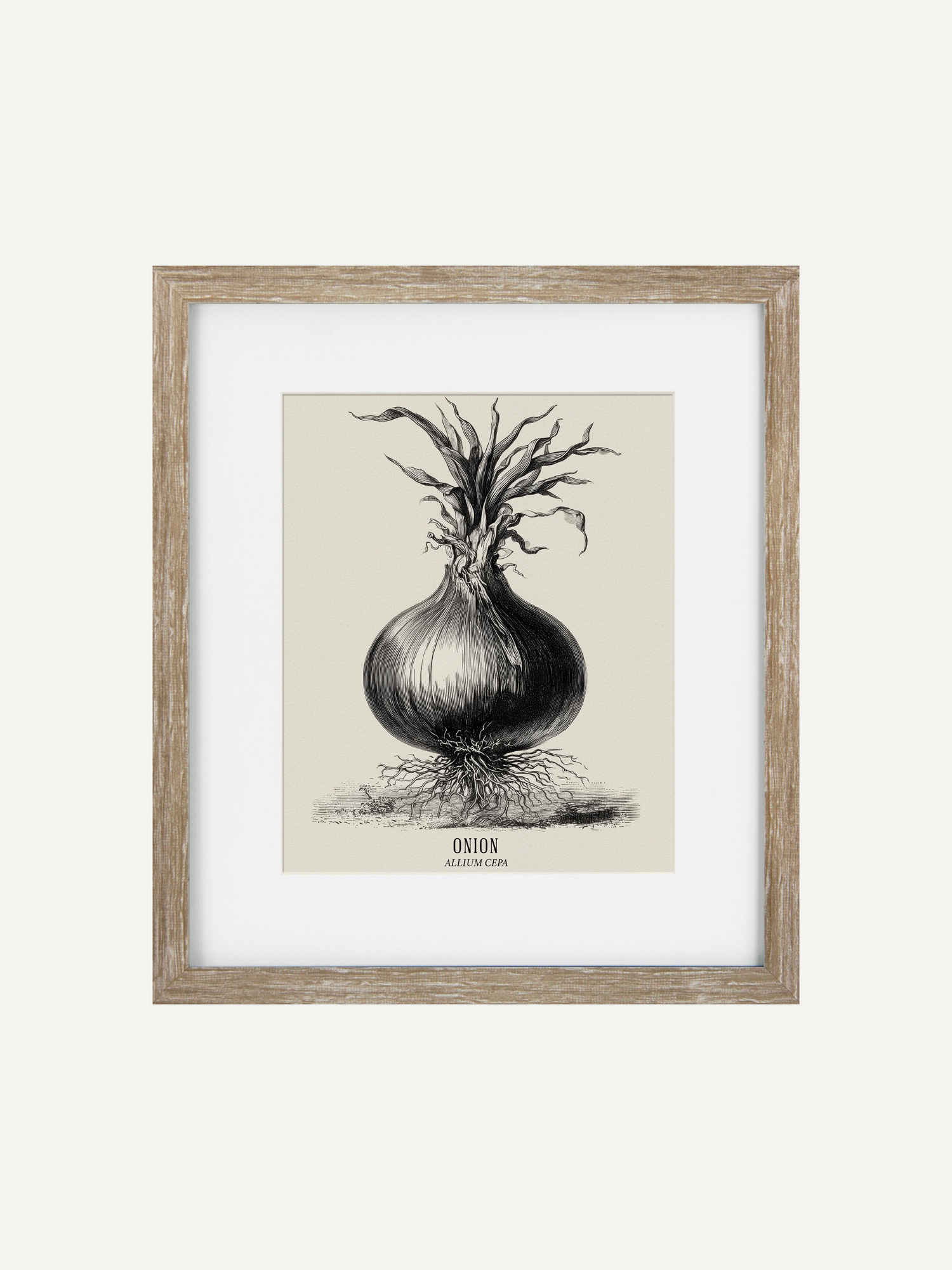 Framed botanical illustration of an onion on a white background