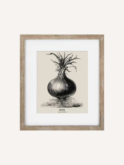 Framed botanical illustration of an onion on a white background