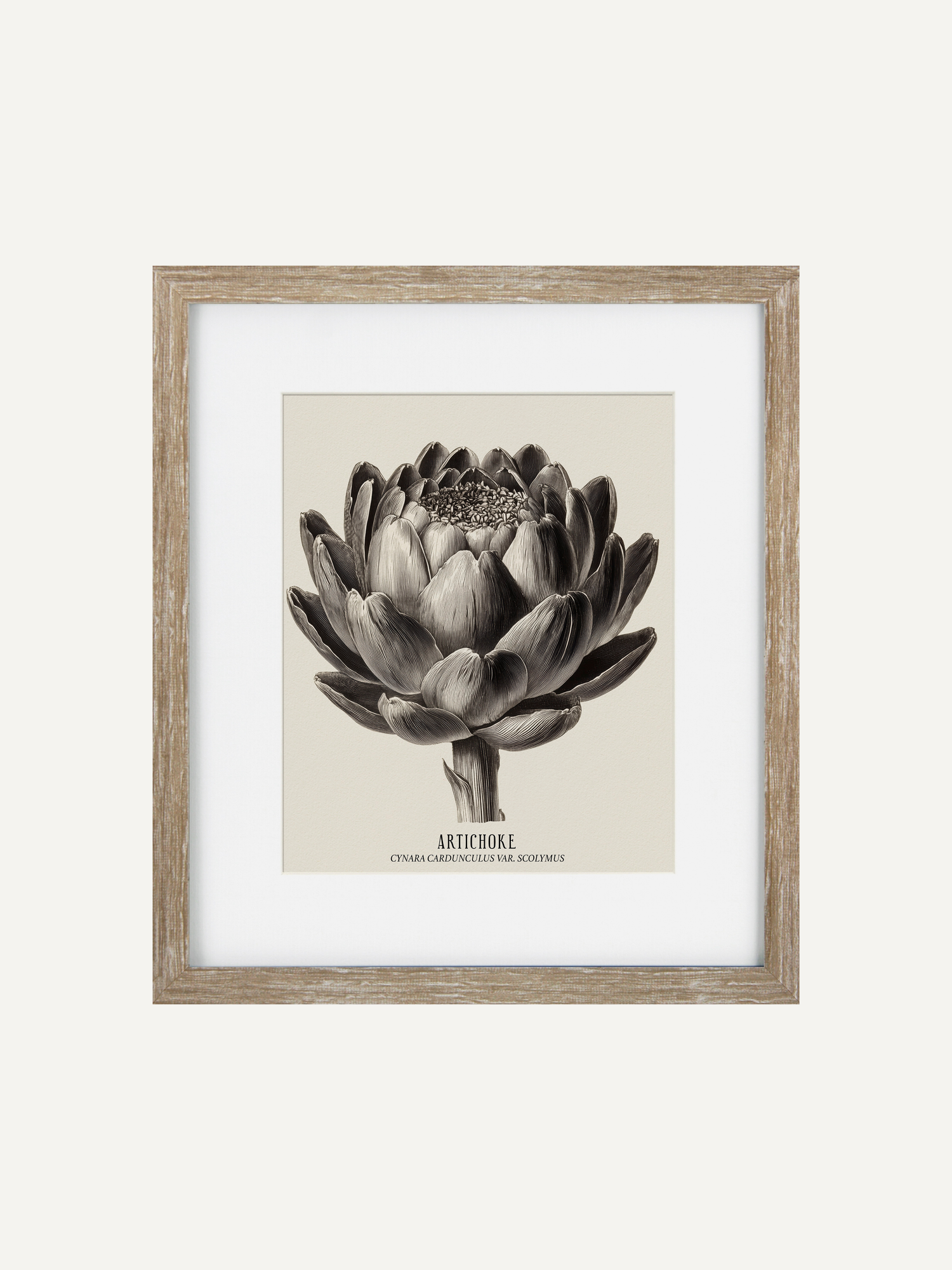 Framed botanical print of an artichoke on a white background