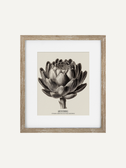 Framed botanical print of an artichoke on a white background