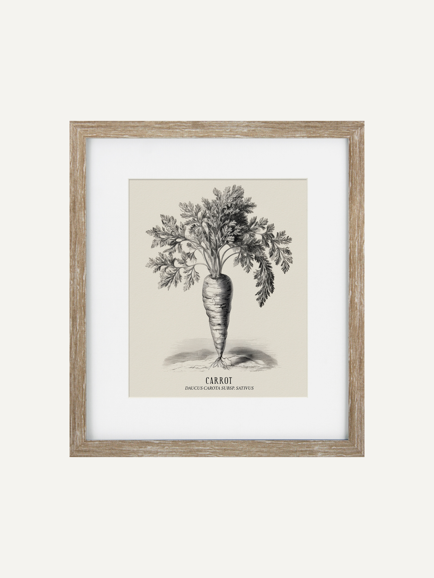 Framed botanical print of a carrot on a white background