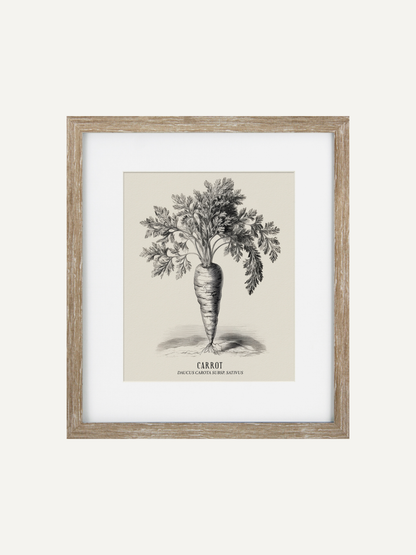 Framed botanical print of a carrot on a white background