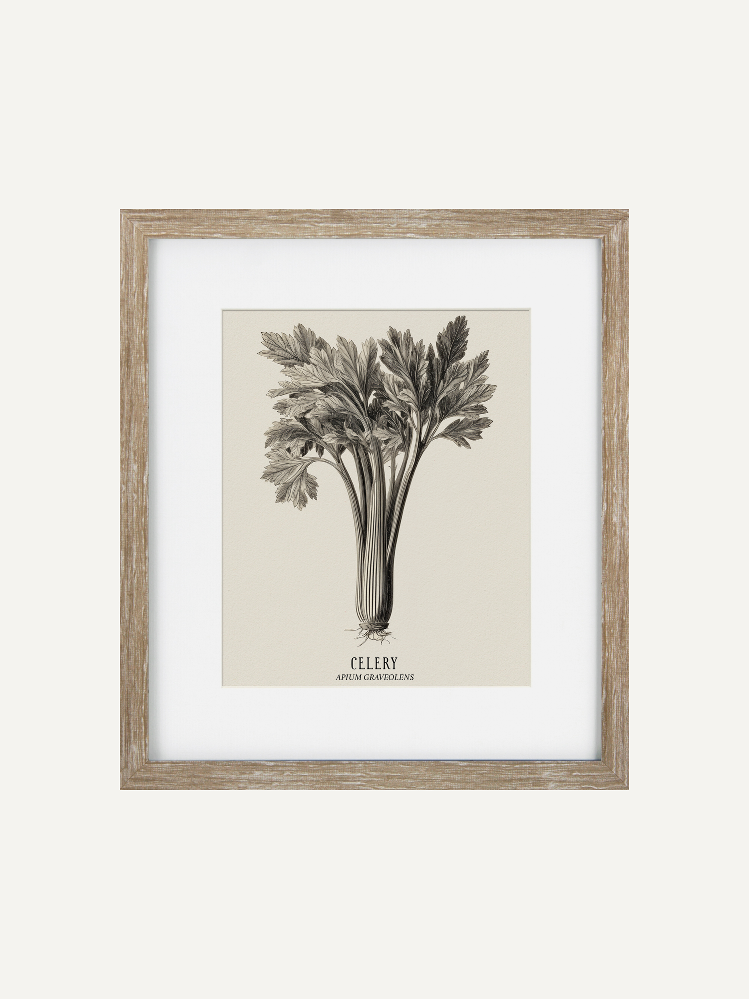 Framed botanical print of celery on a white background