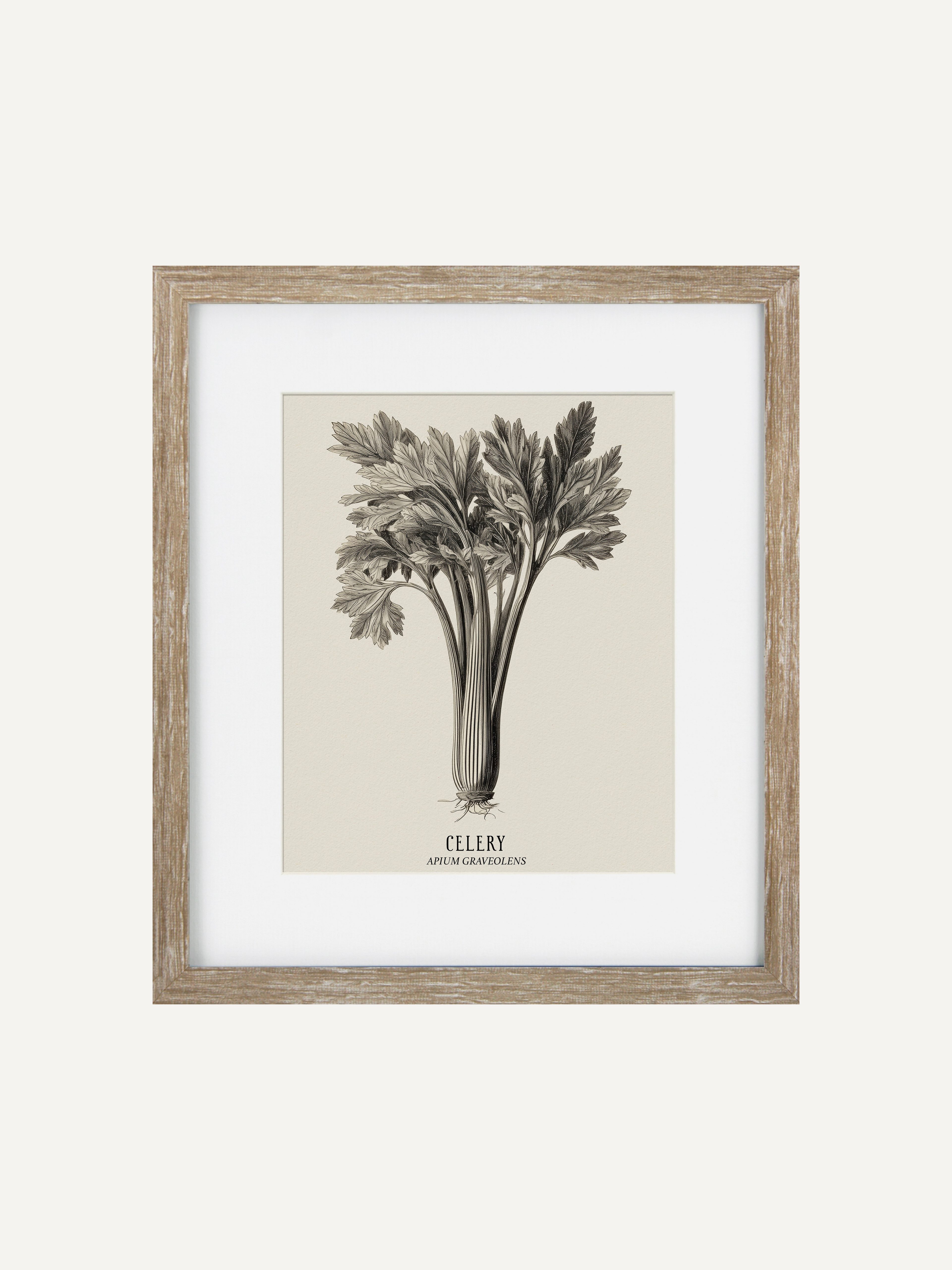 Framed botanical print of celery on a white background