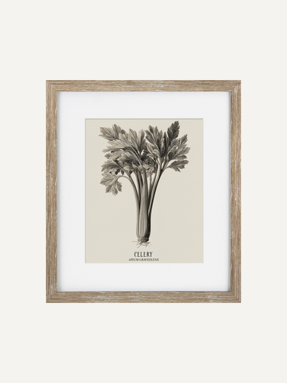 Framed botanical print of celery on a white background