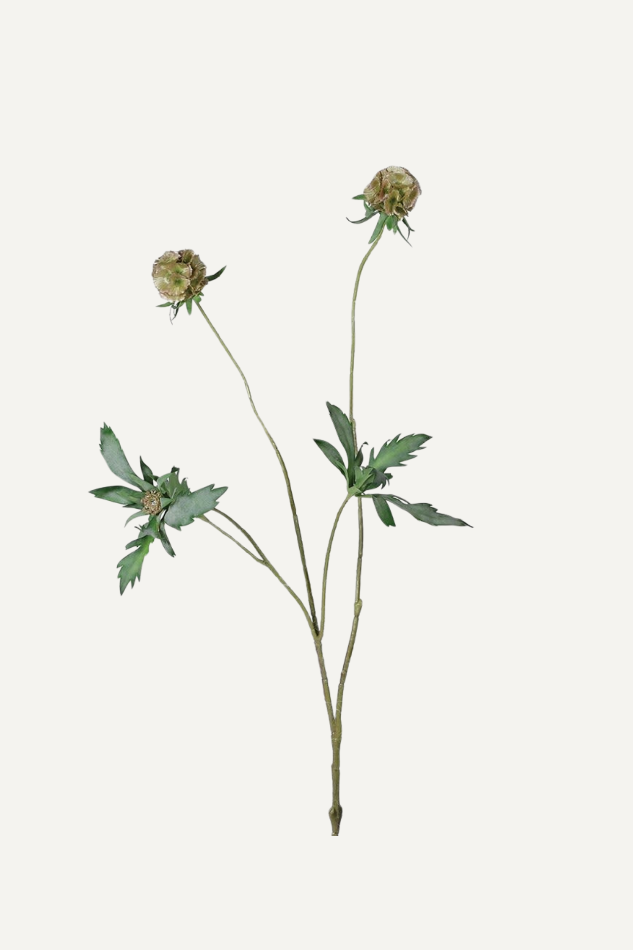 Faux Scabiosa Stellata Spray Ivy Grey Interiors faux-scabiosa-stellata-spray-ivy-grey-interiors