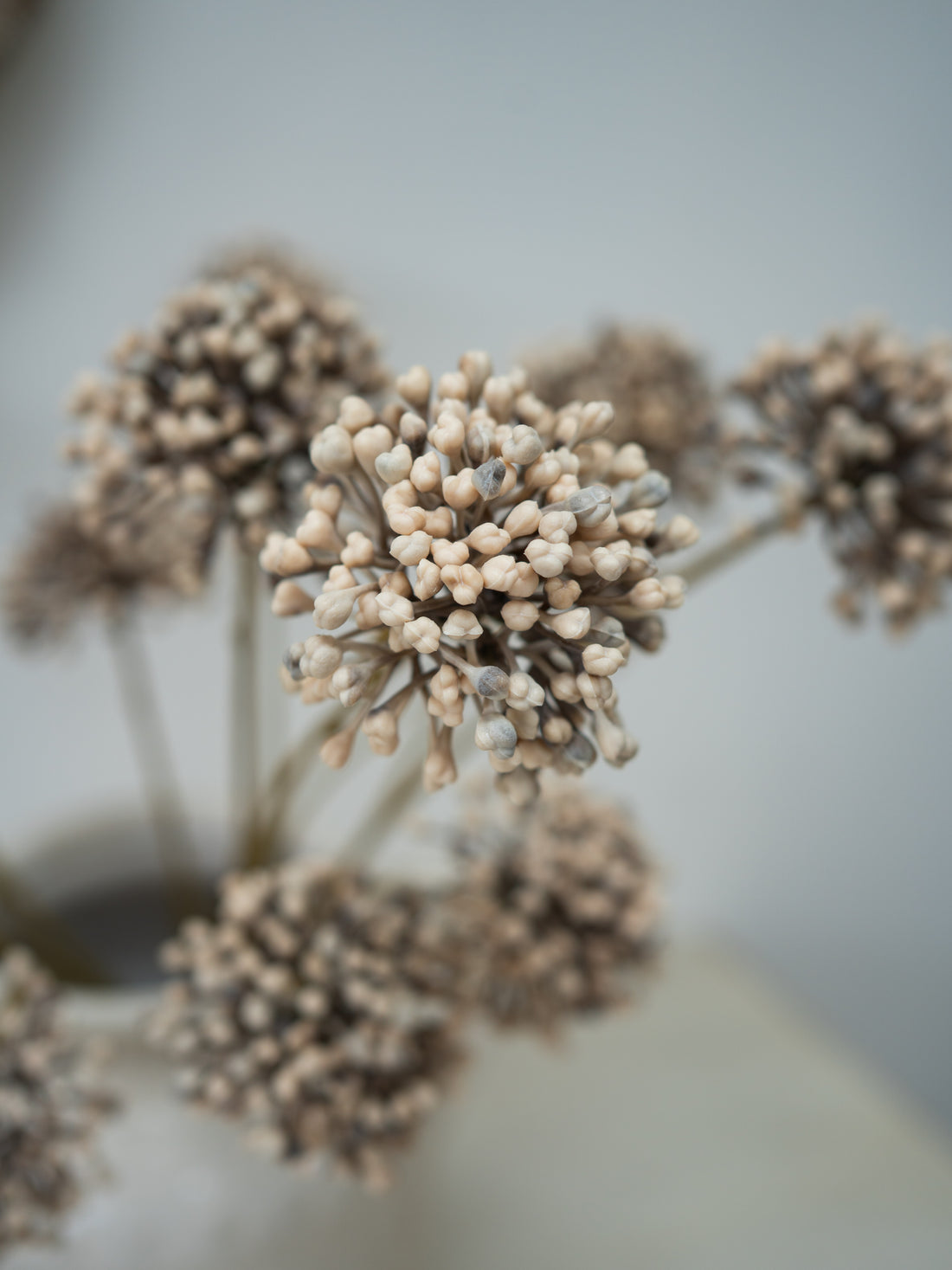 A close-up of dried decorative flowers with clustered pale beige allium blooms on thin stems, photographed against a soft light gray background.