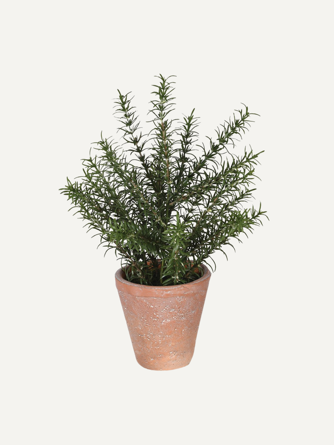 Faux rosemary plant in clay pot for elegant and timeless home decor and styling