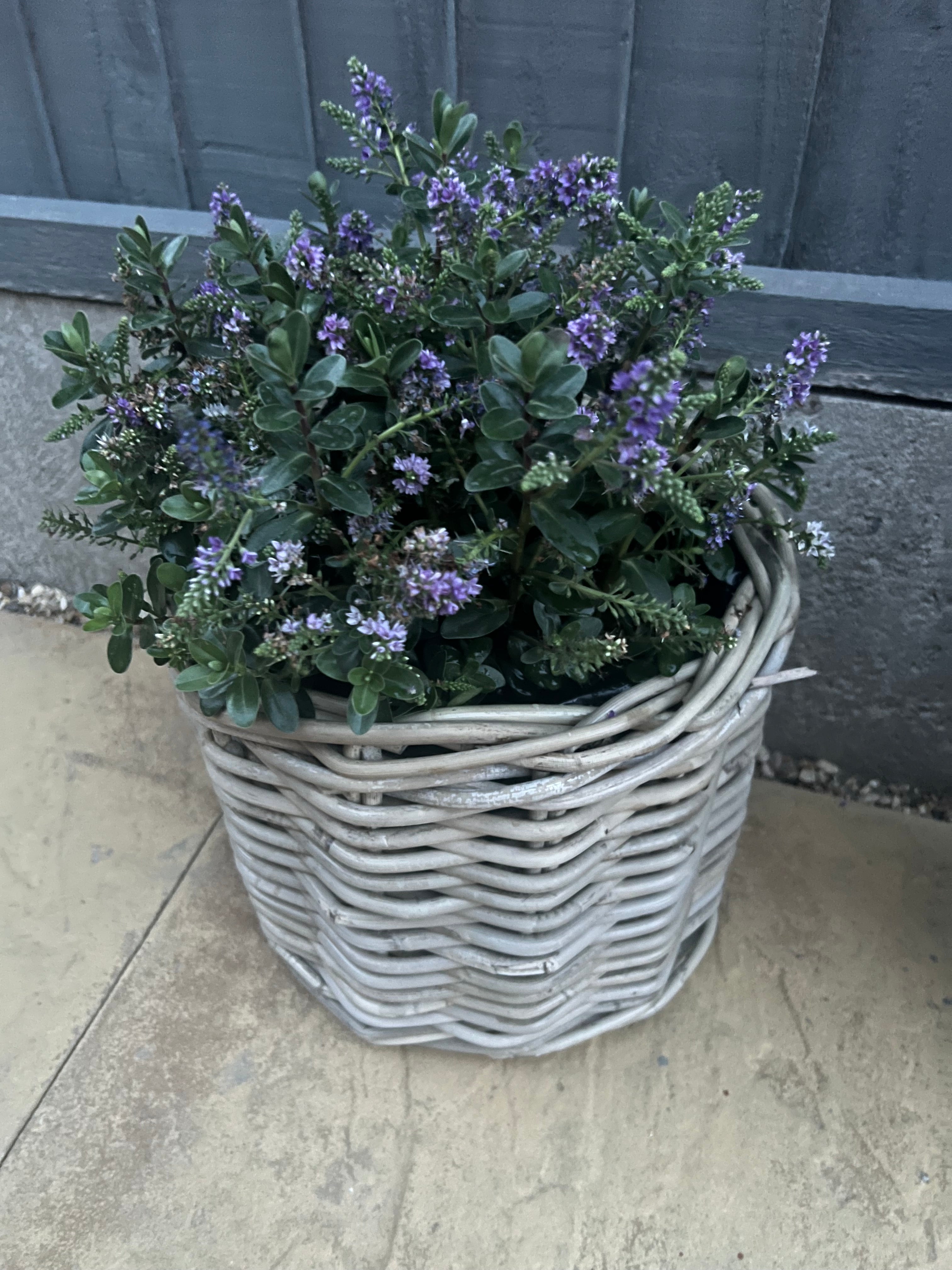 A light gray woven wicker basket planter filled with green foliage and small purple flowers, placed on a beige tiled floor next to a dark gray wall.