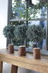 Three frosted green topiary christmas trees in rustic brown log planters, arranged on a light wood table in front of a window.