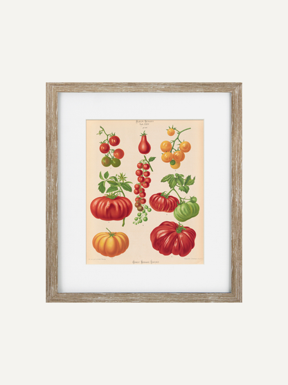 A framed vintage botanical print of various tomato varieties, featuring red, orange, and green tomatoes on a beige background, enclosed in a light wood frame with a white mat.