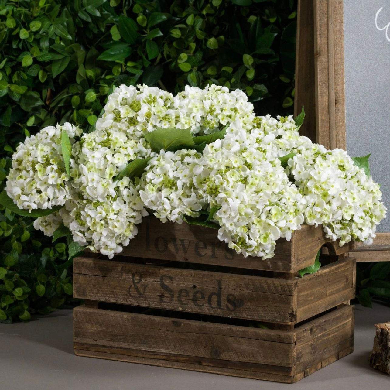 White Lace Cap Hydrangea