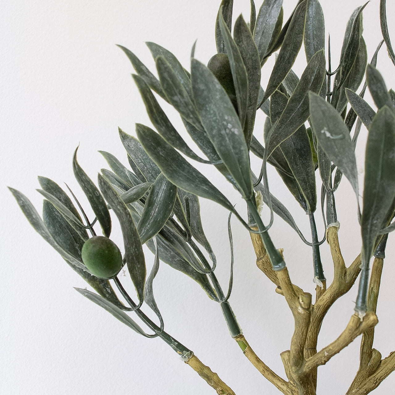 Small Olive Tree in Terracotta Pot